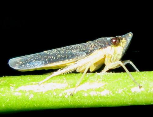 Malissiana billosa