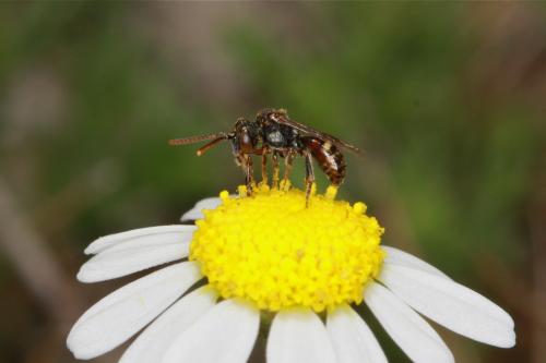 Nomada flavoguttata