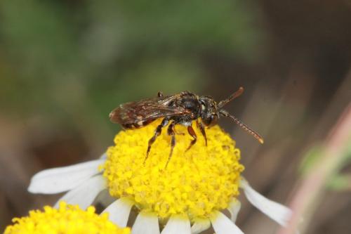 Nomada flavoguttata