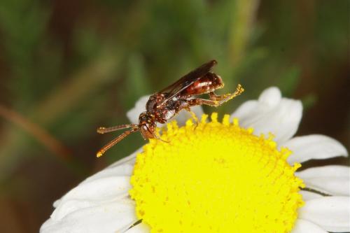 Nomada flavoguttata