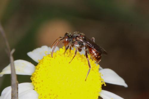Nomada flavoguttata