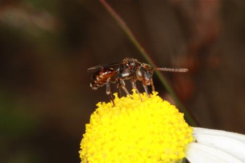 Nomada flavoguttata