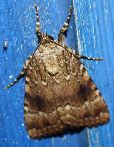 Amphipyra pyramidea