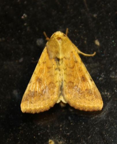 Helicoverpa armigera