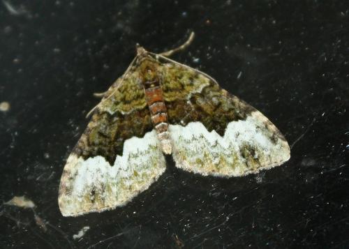 Réf. 76 009 : Euphyia biangulata
