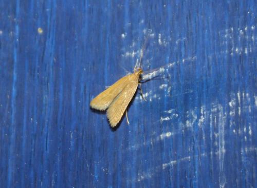 Réf. 76 692 : Helcystogramma rufescens