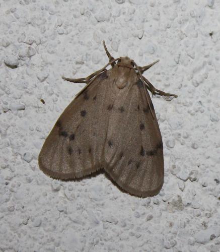 Paidia rica