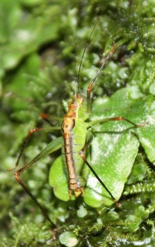 Leptophyes punctatissima