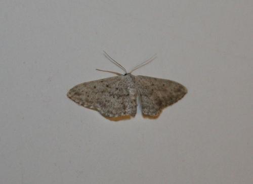 Idaea seriata