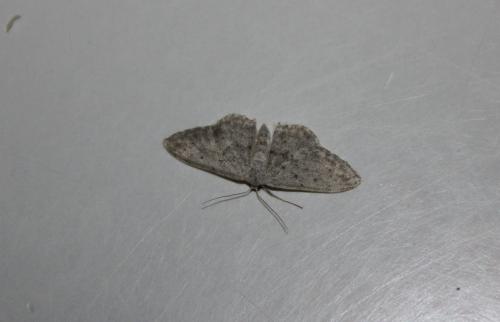 Idaea seriata