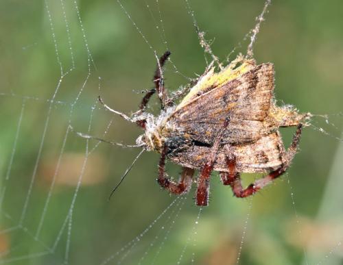 Euclidia glyphica