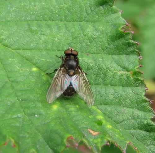 Réf. 76 540 : Haematobosca stimulans
