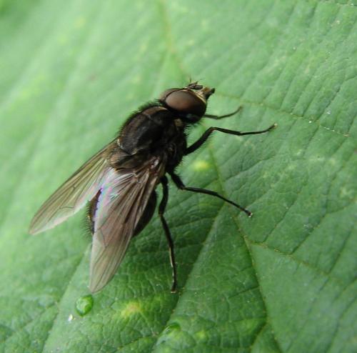 Haematobosca stimulans