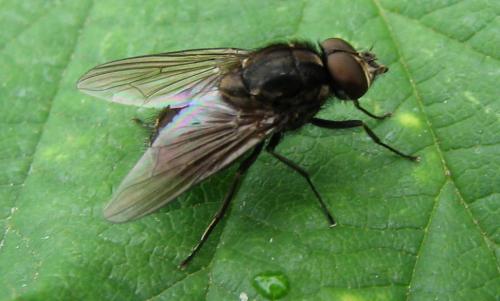 Haematobosca stimulans