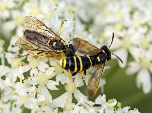 Tenthredo sp.
