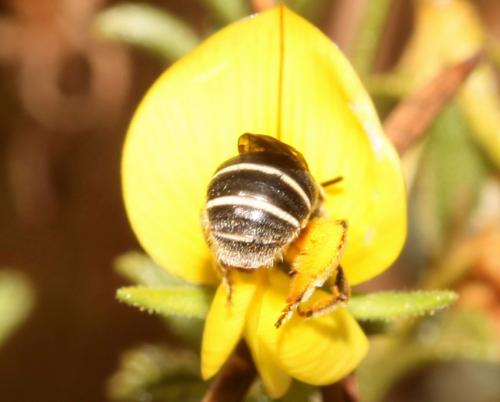 Réf. 76 658 : Nomiapis sp.