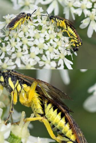 Tenthredo sp.