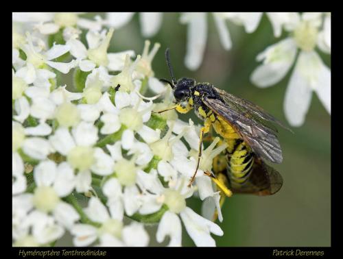 Tenthredo sp.