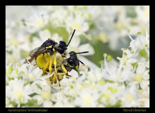 Tenthredo sp.