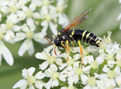 Tenthredo sp.