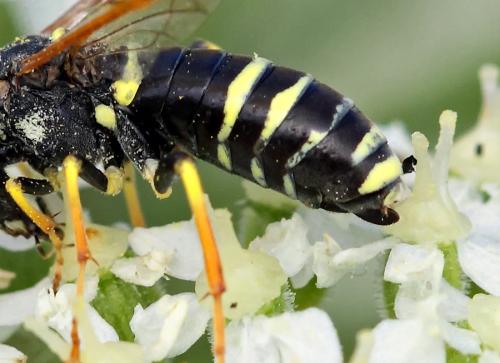 Tenthredo sp.