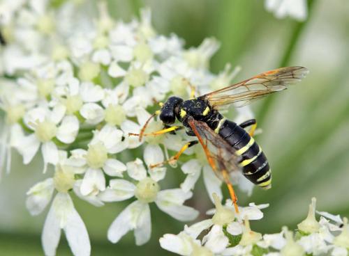 Tenthredo sp.