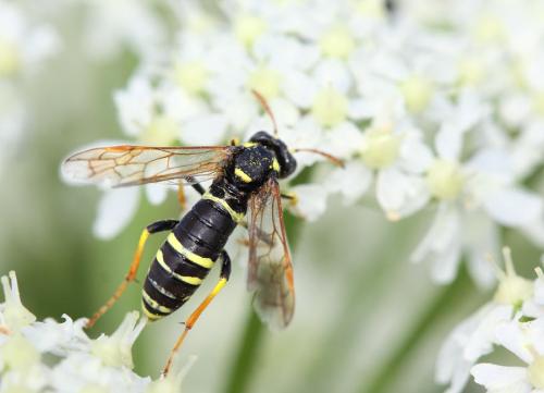 Tenthredo sp.