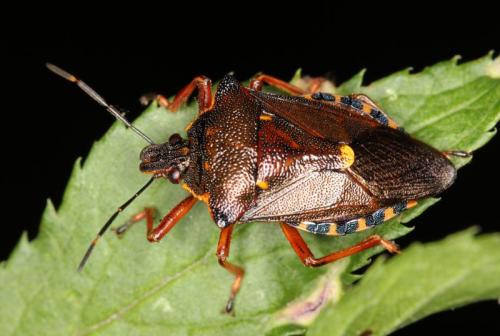 Pinthaeus sanguinipes