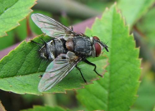 Carcelia sp.