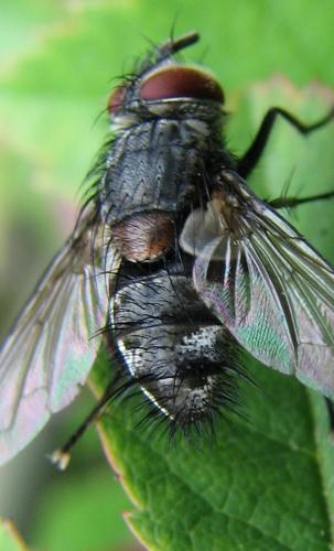 Carcelia sp.
