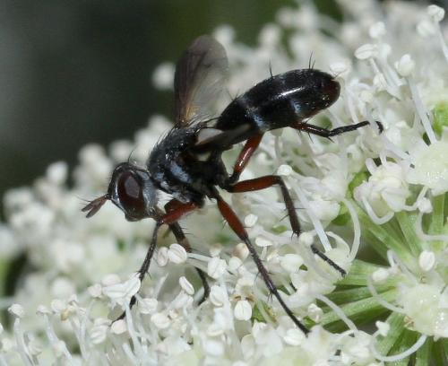 Réf. 76 263 : Cylindromyia rufipes