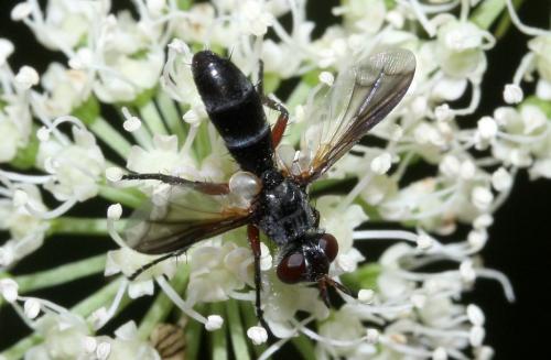 Réf. 76 262 : Cylindromyia rufipes
