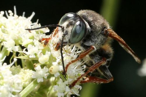 Tachytes etruscus