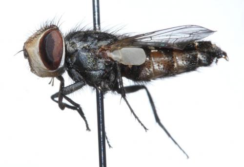 Miltogramma germari