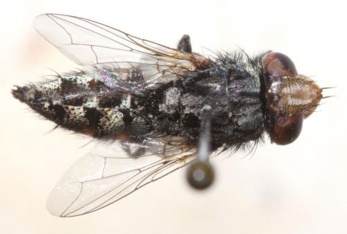 Miltogramma germari