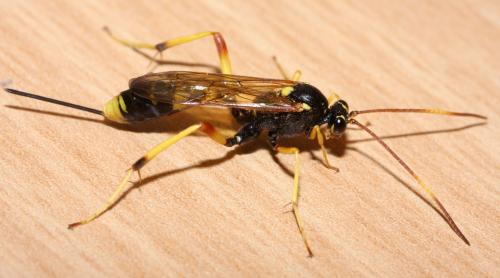 Réf. 76 953 : Acroricnus seductor