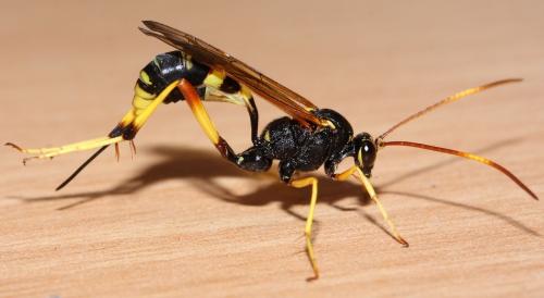 Réf. 76 938 : Acroricnus seductor