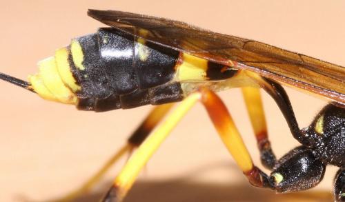 Réf. 76 954 : Acroricnus seductor