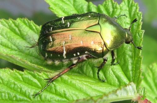 Cetonia aurata aurata