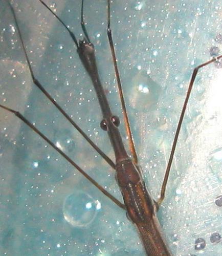 Hydrometra sp.