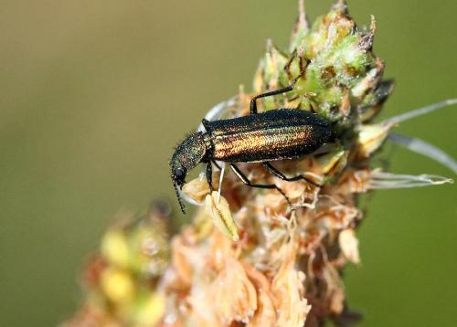 Réf. 76 144 : Psilothrix viridicoerulea