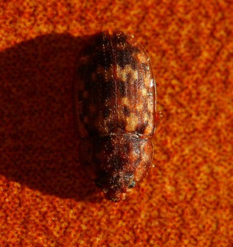 Soronia sp.