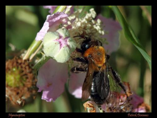 Réf. 76 142 : Andrena thoracica
