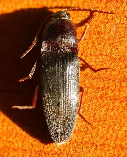 Melanotus tenebrosus