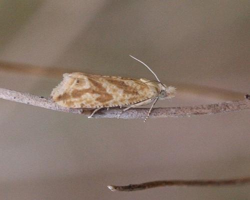 Thiodia citrana