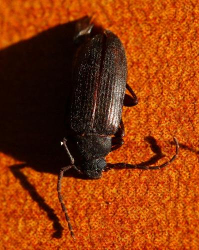 Allecula rhenana