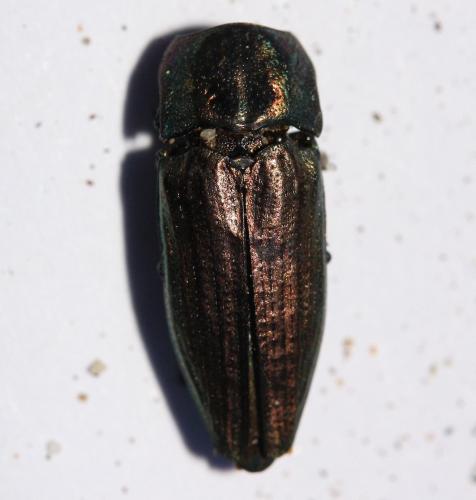 Sphenoptera barbarica