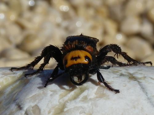 Réf. 76 389 : Megascolia maculata
