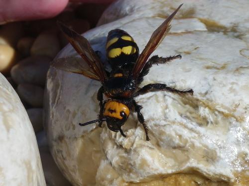 Réf. 76 394 : Megascolia maculata