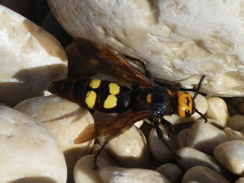 Réf. 76 392 : Megascolia maculata